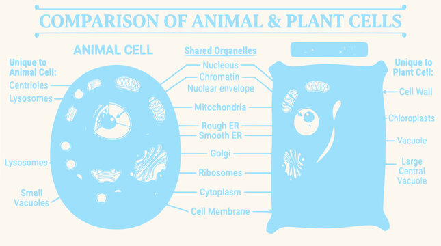 Animal Cell vs. Plant Cell Diagram: Comparison of Organelles and Structures