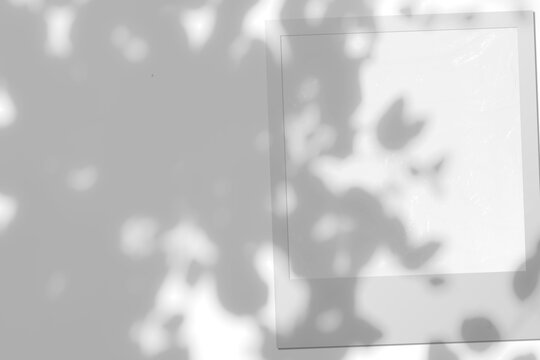 Transparent PNG Photo Card Frame Overlay with Paper Tape and Shadow of Tree Leaves