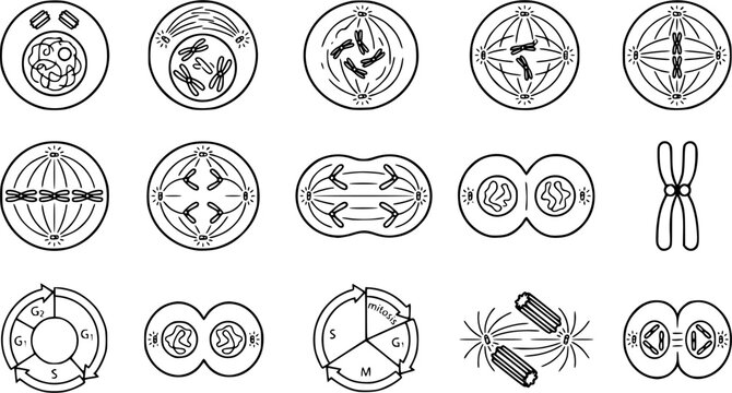 Cell Division & Mitosis outline icon set, thin line art style, pure white background, 8-12 different Cell Division & Mitosis designs arranged in a clean grid, stroke lines only