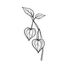 Obraz premium PNG Minimalist botanical line art