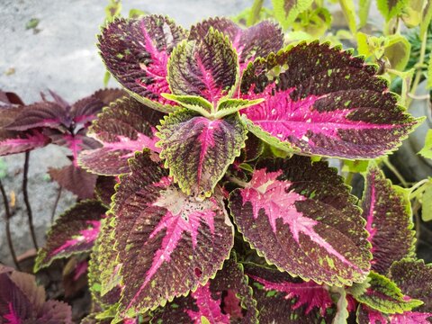 The beauty of the leaves of the Coleus plant, also known as Coleus scutellarioides or Miana, in the garden.