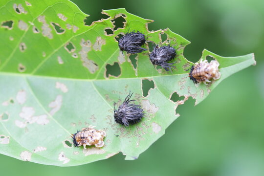 Larva bug aka tribe hispini in leaves
