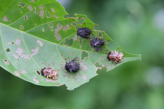 Larva bug aka tribe hispini in leaves