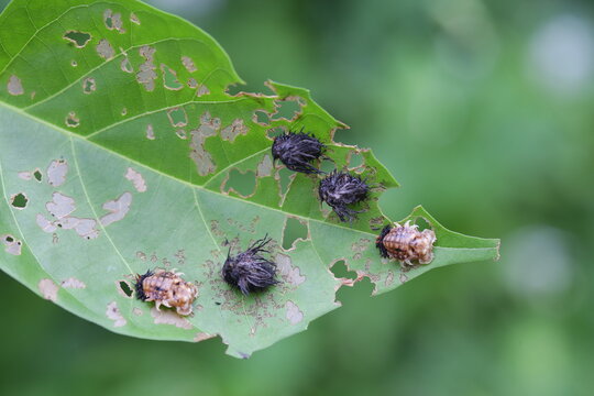 Larva bug aka tribe hispini in leaves