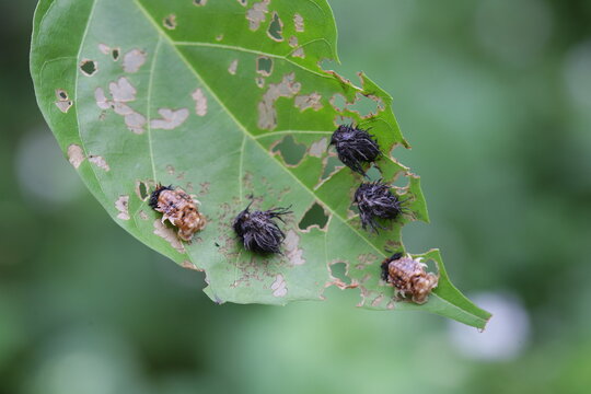 Larva bug aka tribe hispini in leaves