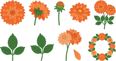 Orange marigold flower vector illustration set featuring blooming heads buds green leaves petals and circular floral wreath for greeting card designs © MstRowshanAra