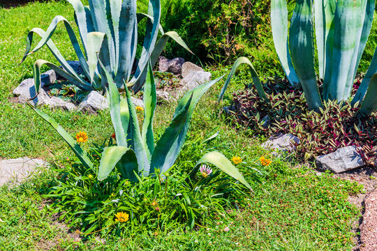 Green agava plant growing in a hotel yard