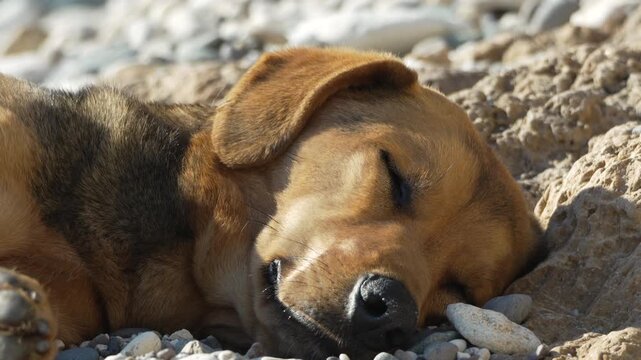 Dog sleeping beach stray mongrel resting on pebbles on a sunny day at the seaside