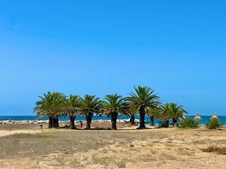 Fototapeta premium palm trees on the beach