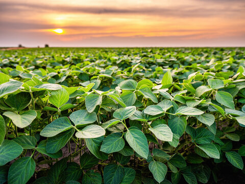 Soybean field growing at sunset in cultivated land