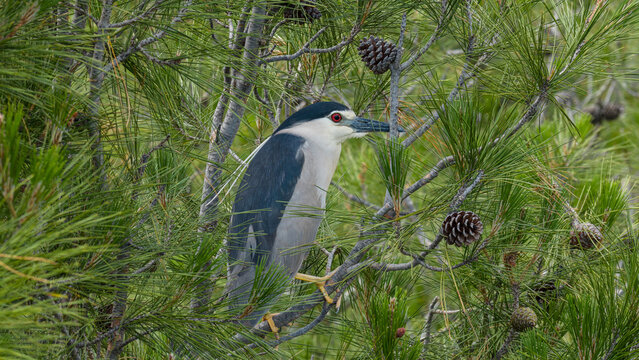 A profile of an adult night heron, its red eyes standing out among the pine needles and pinecones.