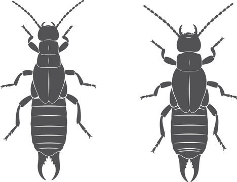 Two earwig insects detailed illustration of creepy crawly pest with pincers vector graphic.