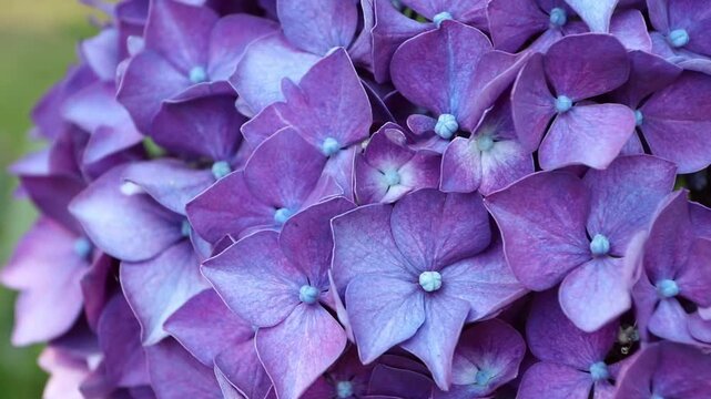 Macro footage of vibrant purple Hydrangea macrophylla flowers in bloom. Rich floral textures and colors captured in a stable tripod shot.