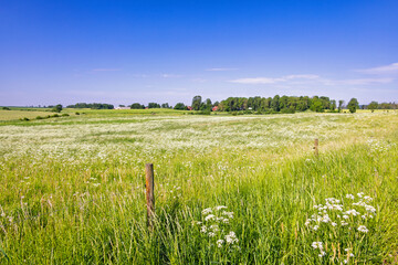 Fototapeta premium Rural landscape view a sunny summer day with flowering meadows