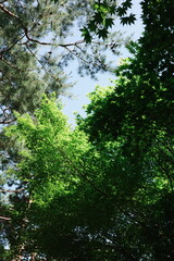 Fototapeta premium Looking Up Through Pine Tree Branches and Maple Leaves Against Blue Sky in Forest