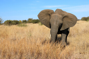 Fototapeta premium Afrikanischer Elefant / African elephant / Loxodonta africana