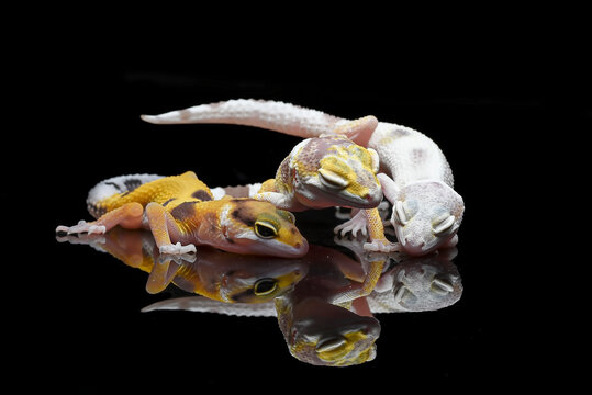 portrait of leopard geckos on a black background