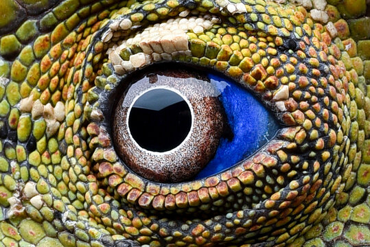 detail photo of forest dragon lizard eyes