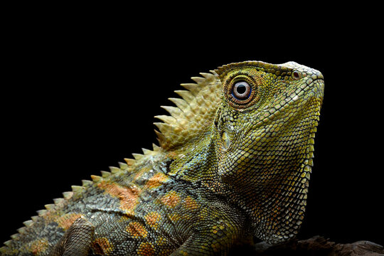 portrait of forest dragon lizard on a black background