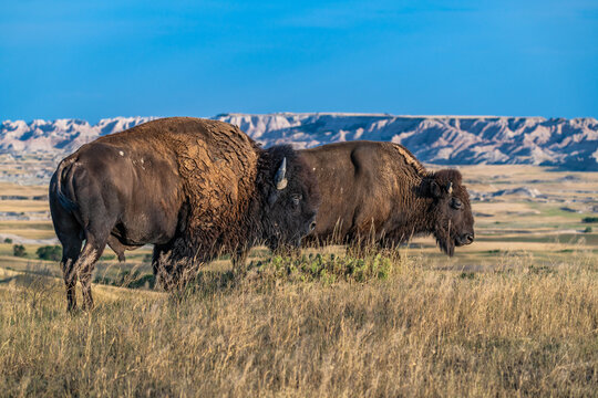 American Bison Grazing in Badlands National Park, South Dakota