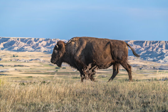 American Bison Grazing in Badlands National Park, South Dakota