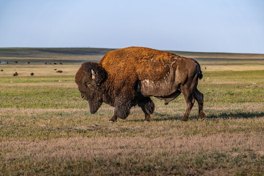 American Bison Grazing in Badlands National Park, South Dakota