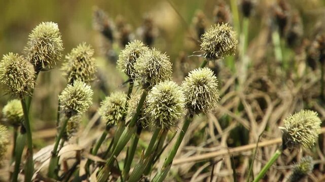 【4K】早春の八甲田山麓に咲くワタスゲの花：黄緑色の穂が風に揺れる湿原風景。青森の貴重な高山植物の自然映像素材　[4K] Wild Cottongrass (Eriophorum vaginatum) Blooming in Early Spring: Hakkoda Wetland, Aomori Japan 撮影日：20260601-1
