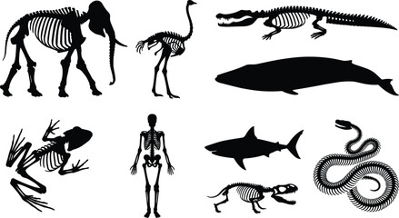 Animal Skeleton and Anatomy Silhouette Collection Featuring Wildlife Fossils Marine and Vertebrate Structures © MdSumon