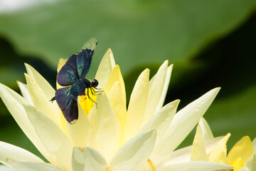 睡蓮の花先にとまる、極彩色のチョウトンボ © komephoto