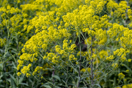 Flowering woad Isatis tinctoria with bright yellow blooms
