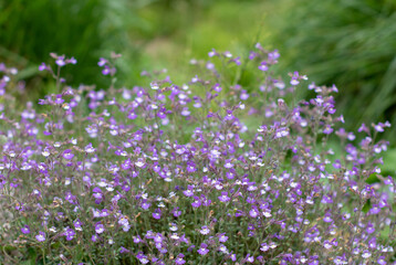 Fototapeta premium Chaenorhinum origanifolium flowers forming a purple cloud in a summer garden