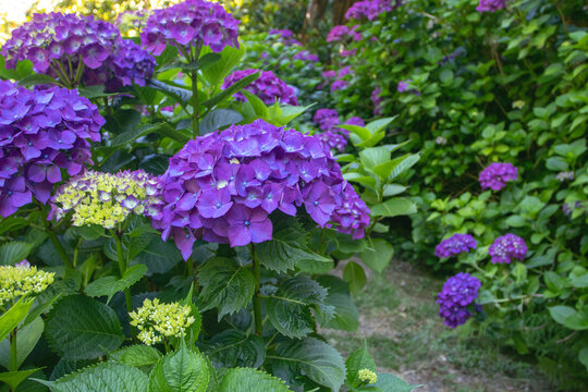 Purple hydrangea shrubs with large flower clusters in bloom
