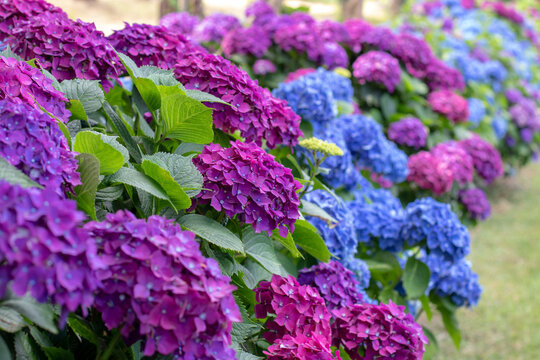 Long border of blue and purple Hydrangea macrophylla in bloom