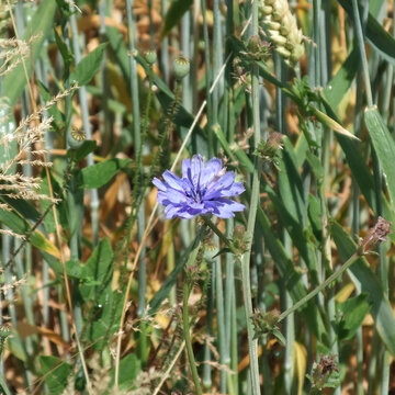 Blue Chicory Flower