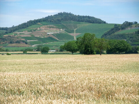 Golden Wheat Field and Green Hills