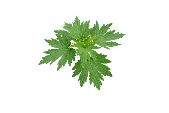 Leonurus cardiaca motherwort plant isolated transparent png