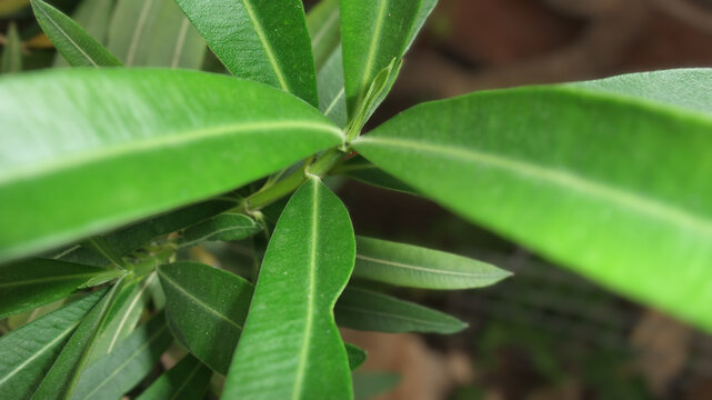 Green Leaves Close-up