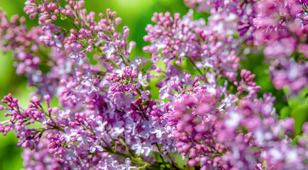Obraz premium Pink lilac blooms in the Botanical garden 
