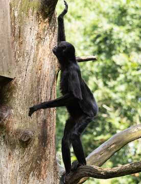 a black spider monkey (Ateles) skillfully climbing a tree