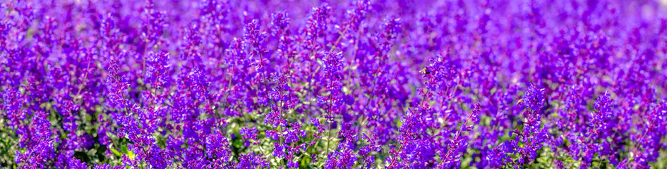 Obraz premium Natural background of small purple flowers 