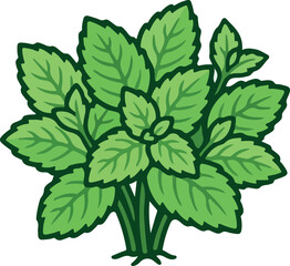 Fresh Mint Leaves Bunch © Rifqi