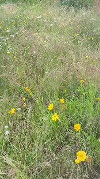 Naturnahe Wildblumenwiese mit K&ouml;nigskerzen, Wildsalbei und heimischen Wildkr&auml;utern - Artenreiche Wildblumenwiese in einem Naturgarten mit K&ouml;nigskerzen, Schafgarbe, Wildsalbei, Leinblumen, Brennnesseln