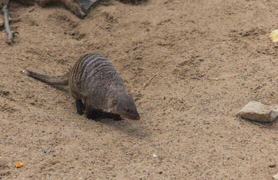 A zebra mongoose (Mungos mungo) on sandy ground