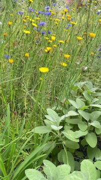 Bunter Naturgarten mit Kornblumen, Habichtskraut und Rittersporn in voller Bl&uuml;te - Farbenfroher Naturgarten mit bl&uuml;henden Kornblumen, Habichtskraut, Rittersporn und weiteren Wildblumen.