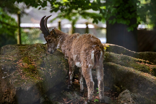 An ibex standing on a rock
