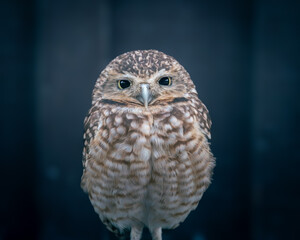 Obraz premium Burrowing owl Athene cunicularia frontal portrait, captive bird, UK