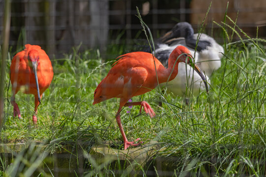  two scarlet ibi walking through the grass.