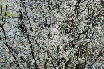Fototapeta premium cherry tree in bloom in the middle of the street