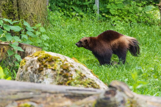 a wolverine (Gulo gulo), also known as a bear marten