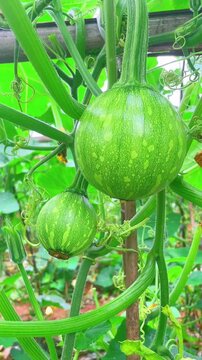Green melons growing on vine in garden with lush leaves and stems